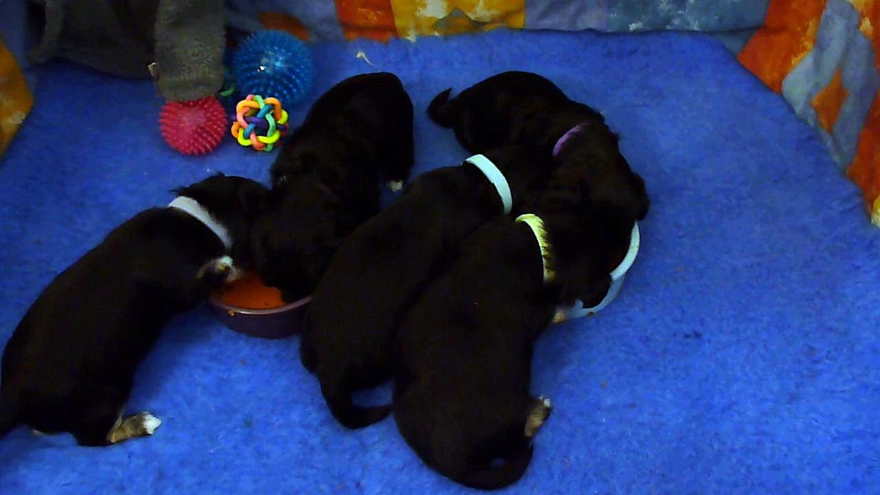 Bichons havanais de l'élevage des Douceurs d'Izzy