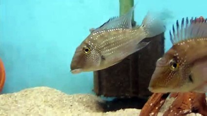 satanoperca leucosticta mouth brooding 26.07.010 - 3