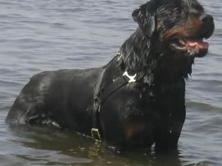 ROTTWEILER BULL TERRIER DETENTE