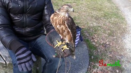 鷹匠のハヤブサとオオタカ - Peregrine & goshawks(hawkers & falconer)