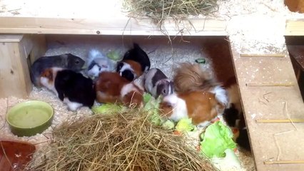 Meerschweinchen in artgerechter Haltung im großen Meerschweinchen Haus