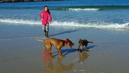 Max & Pip play tug of war.