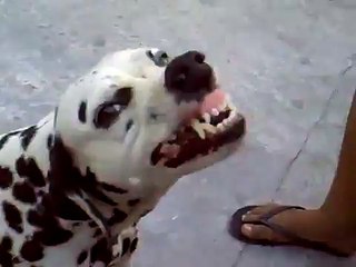 perra super genial