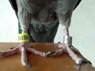 Buchon gaditano-pichona azul 2012.