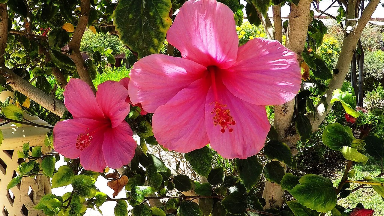 Marsa Alam 2015, Calimera Habiba Beach, Ägypten, Sataya