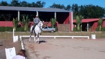 Brasil - Lusitano Stallion schooling PSG