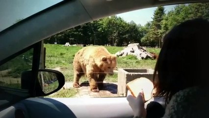 Waving bear plays catch with sight-seeing visitor