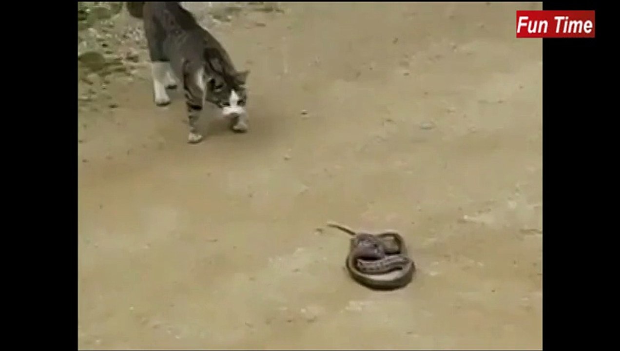 Cat vs Snake