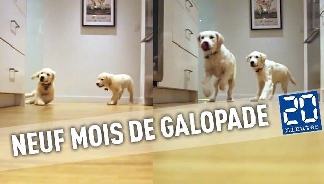 Il filme ses chiots se ruer vers leur gamelles pendant 9 mois