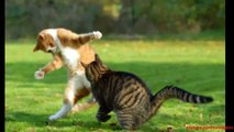 Cat Fight in Pics | Cats in Pics