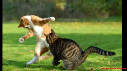 Download Video: Cat Fight in Pics | Cats in Pics