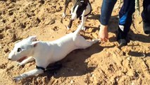 *Akira* (Bull Terrier) - 'Memories: playing with friend.' - video 1 of 3 - non edited version
