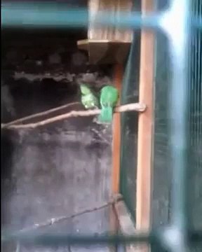 PENANGKARAN/PEMBUDIDAYAAN BURUNG CUCAK IJO/CUCAK HIJAU