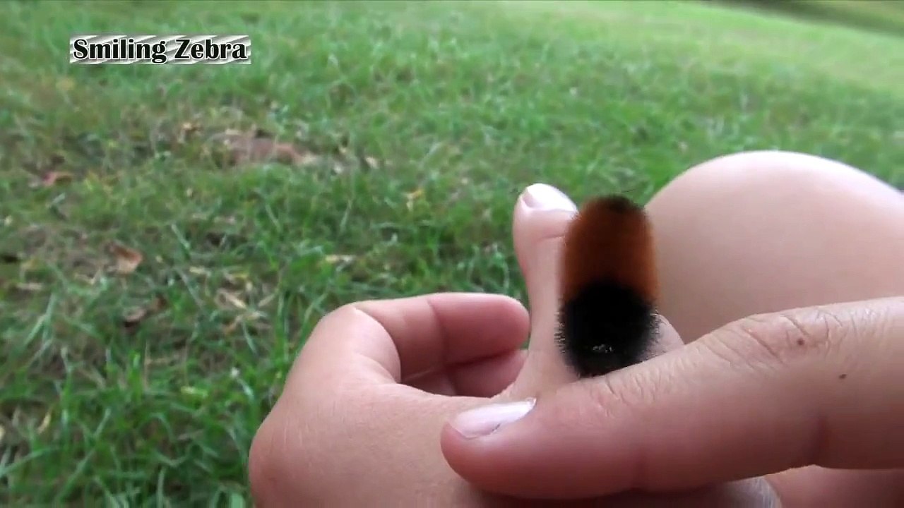 CUTEST WOOLLY WORMS!