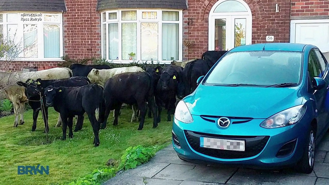 Loose Cattle Invade Small Town