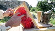 Luberon : du sirop à la place du miel dans les ruches