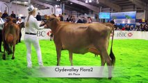 Jersey Heifer Class.2014 AgriScot Edinburgh