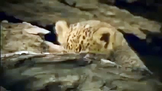 Documentary Film 2015 | Wild Japan Nature, Nat Geo Wild 2015 , National Geographic HD