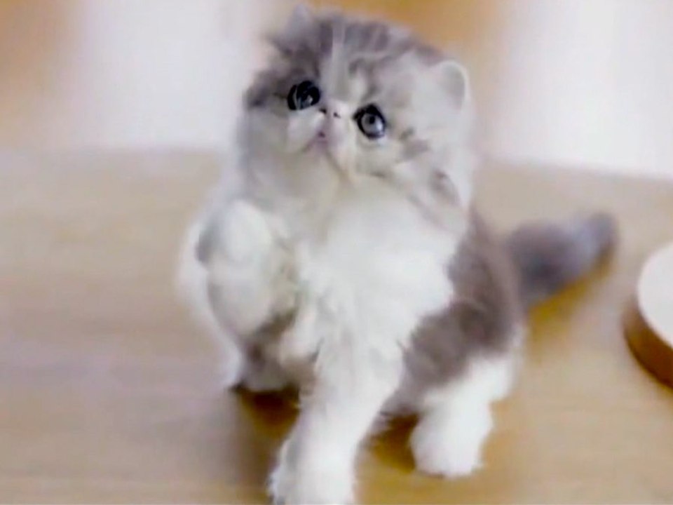 5 Things You Didn't Know About Cats