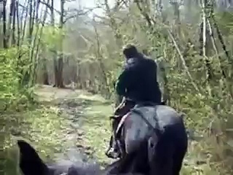 sirop    cheval de trait percheron