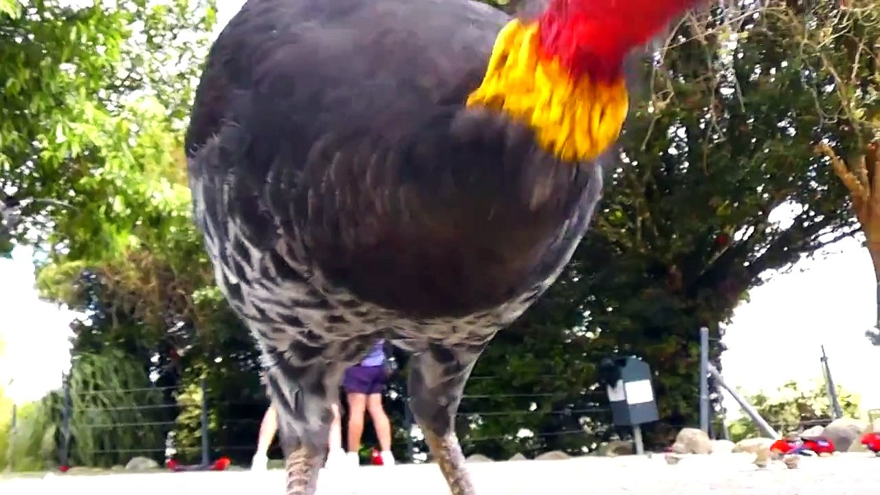 Brush Turkey up close and personal
