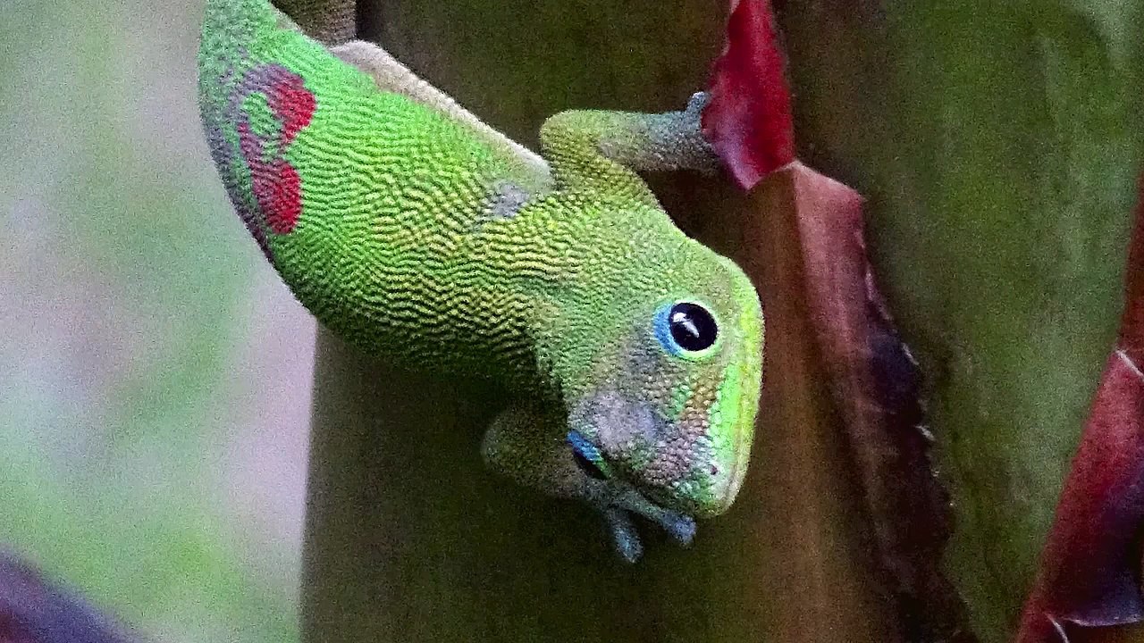 GECKO - Gold Dust Day Gecko/Madagascar Gecko