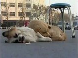 Loyal dog stands by dead friend in amazing display
