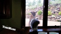 Brave Pet Cat Stands Up To Mountain Lion - Cute Cats VS Mountain Lion