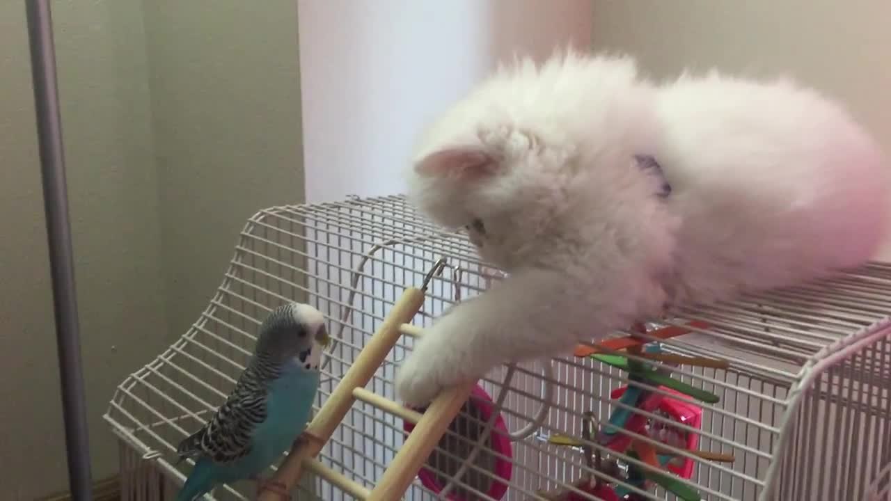 Curious White Persian Kitten befriends parrot