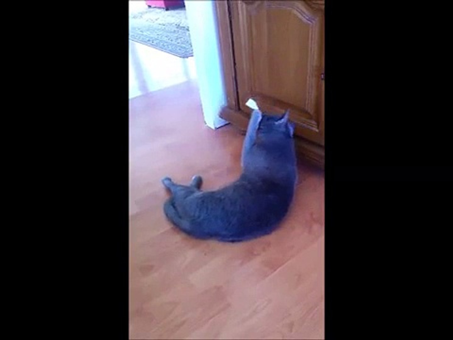 Funny cat - two challenges