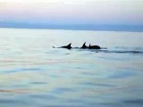 Delfini nel mare di Portopalo