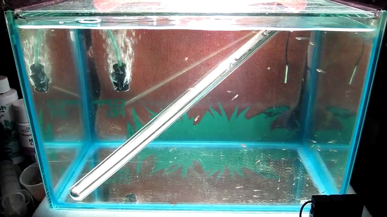 QUICK GUPPY FRY SETUP. baby-boom of guppy births!