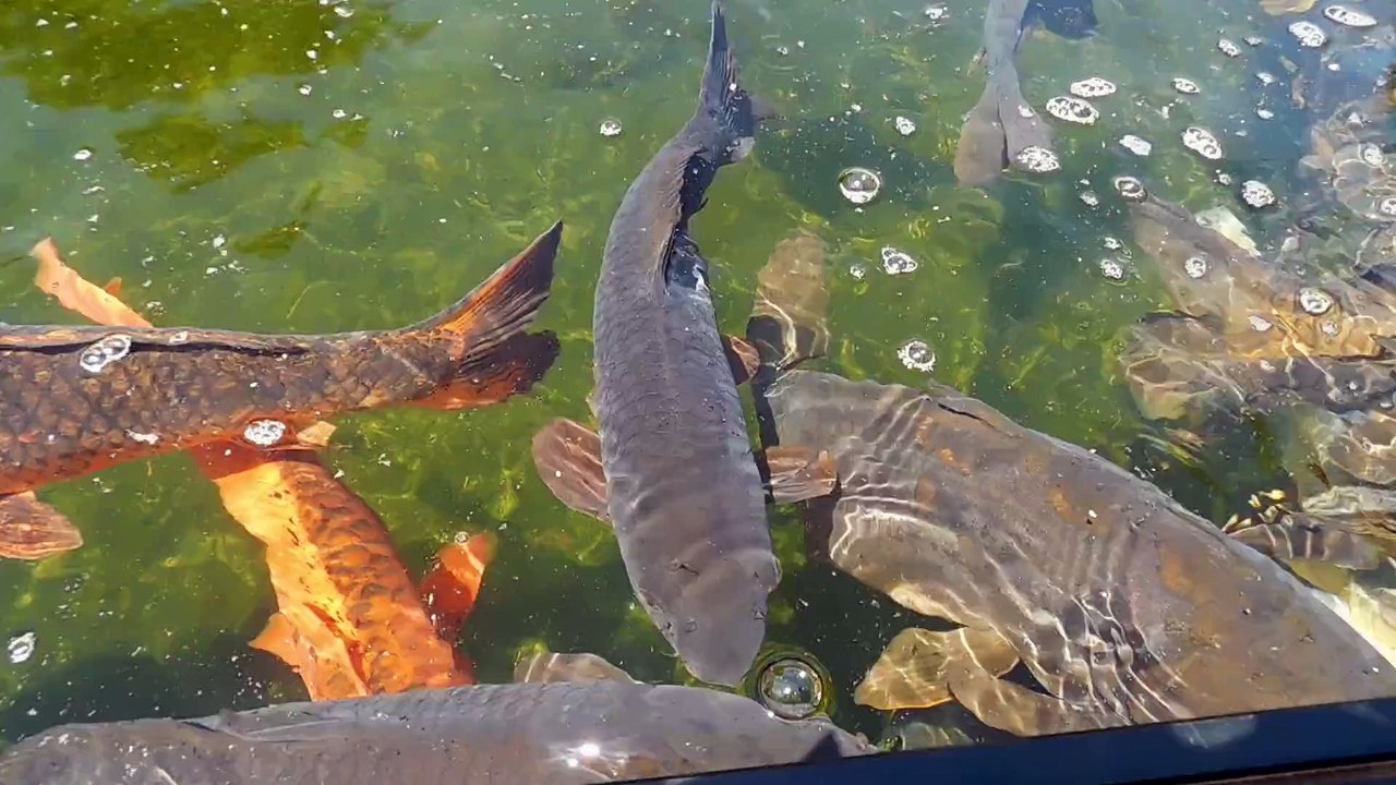 Jolie cascade près des carpes...
