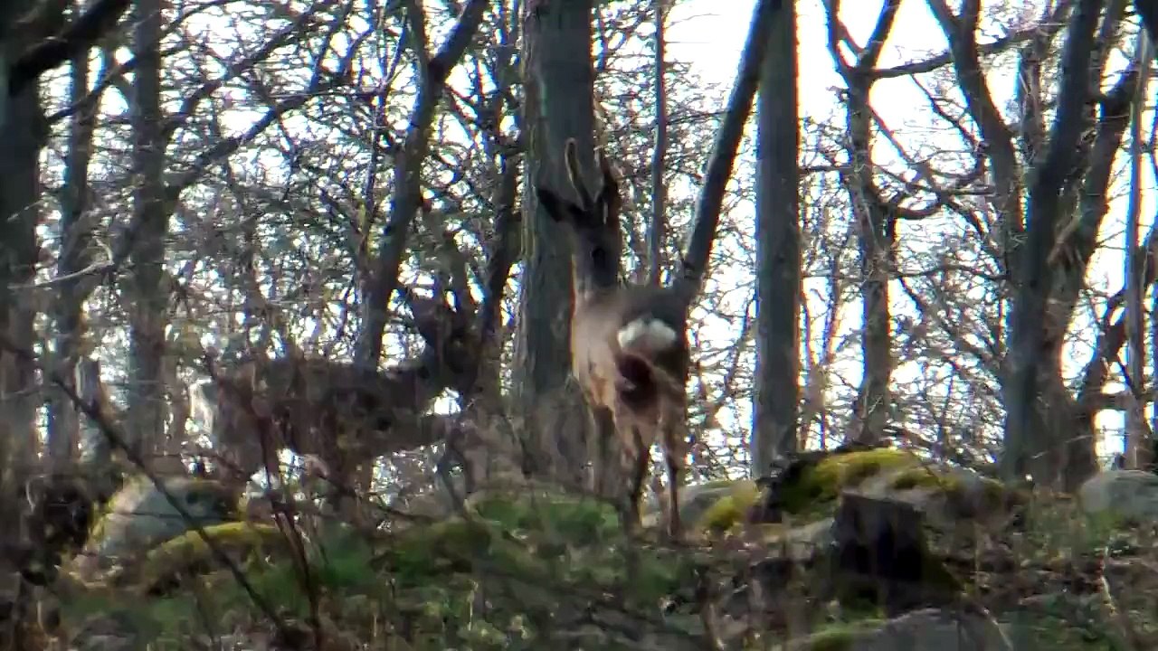 Deer Hunting with Siberian Husky, Lihkku 4 months old