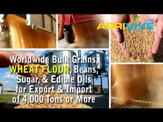 Bulk Wheat Flour Trading, Wheat Flour Trading, Wheat Flour Trading, Wheat Flour Trading, Wheat Flour Trading, Wheat Flou