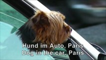 PARIS: Niedlicher Hund im Auto - Cute dog in the car