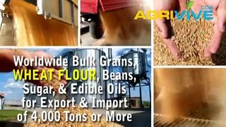 American Wholesale Wheat Flour Trading, Wheat Flour Trading, Wheat Flour Trading, Wheat Flour Trading, Wheat Flour Tradi