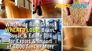 American Wholesale Wheat Flour Manufacturing, Wheat Flour Manufacturing, Wheat Flour Manufacturing, Wheat Flour Manufact