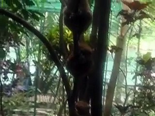 Tarsiers in Loboc, Bohol