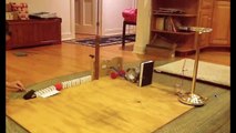 Mousetrap Rube Goldberg Machines