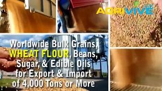 Buy USA Bulk Wholesale Wheat Flour Distribution, Wheat Flour Distribution, Wheat Flour Distribution, Wheat Flour Distrib