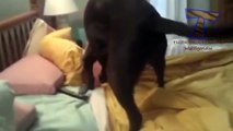 Cute dogs waking up owners   Funny dog compilation