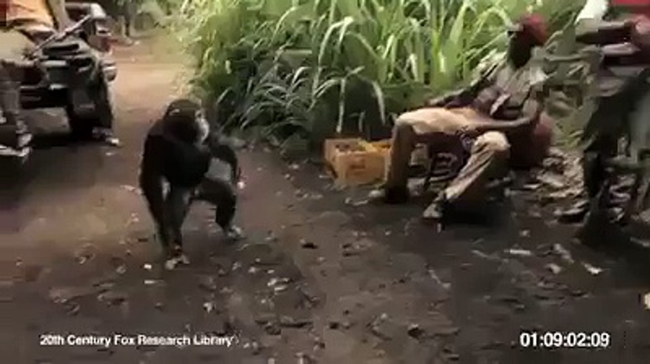 torrostis monkey