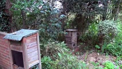 We got Giant Hornets!