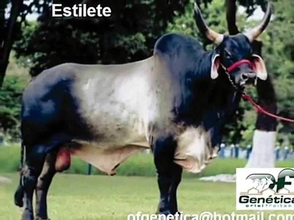 Semen Touros Guzera de C a F / Bull Guzerat Beef farm NF JA S MS Navirai Suaçui taboqui JF A E