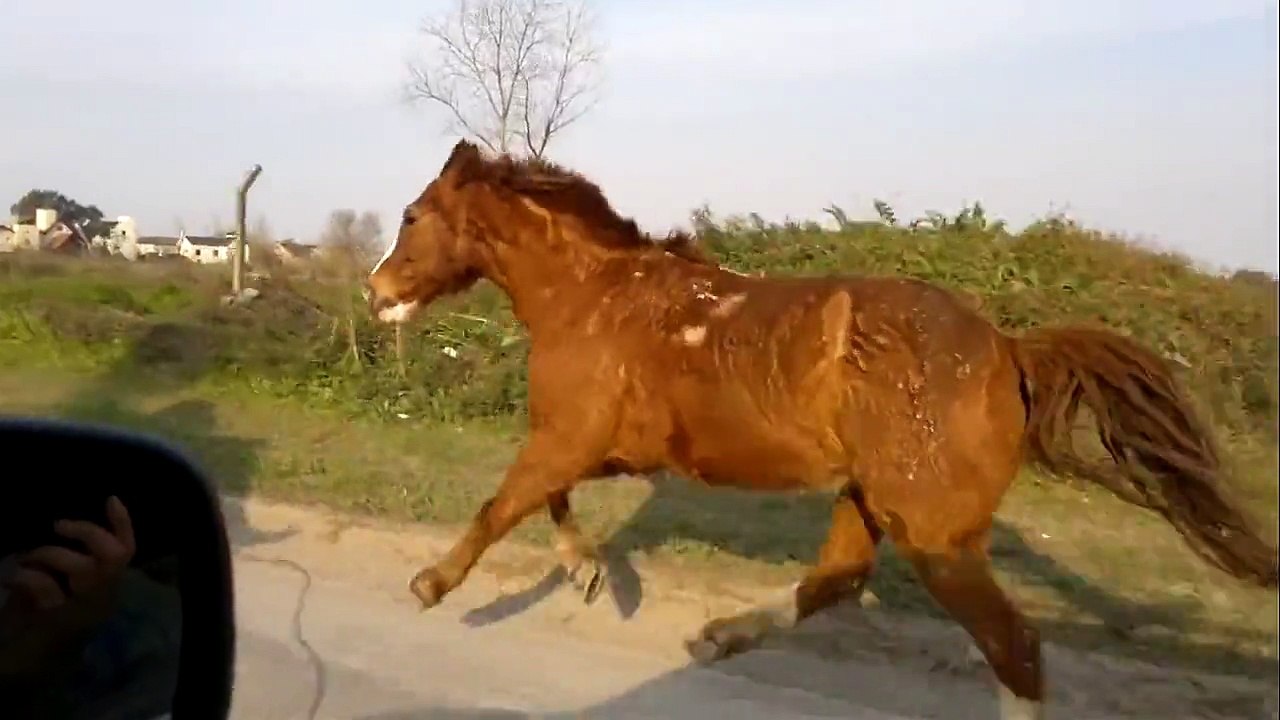 Caballos salvajes