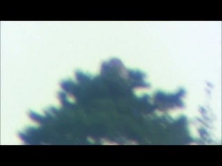 Gåsgam Griffon Vulture (Gyps fulvus). Faurås, Falkenberg (Hl).