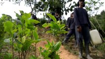 Erradicación de cultivos de coca en Colombia