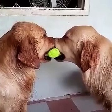 If you're having a bad day, watch this?syndication=228326