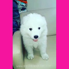 Satılık Samoyed Yavruları 05412625843